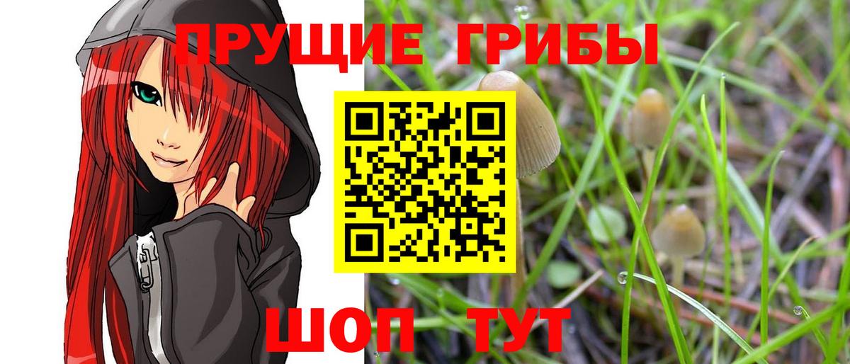 Псилоцибиновые грибы мухоморы  где купить наркоту  Галлюциногенные грибы мицелий  Кировск  Вход с VPN 